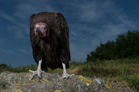 11 Best Bebe Vautour A Capuchon Images Stock Photos Vectors Adobe Stock 11 Best Bebe Vautour A Capuchon Images Stock Photos Vectors Adobe Stock