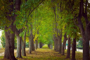 Fototapeta premium beautiful golden autumn wayside trees