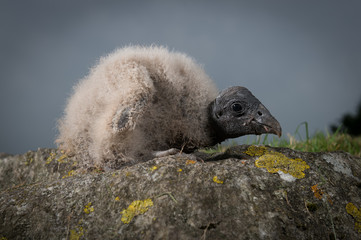 Condor