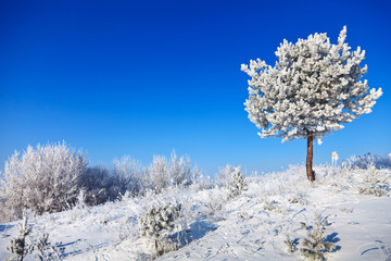 snowy tree on a sunny day