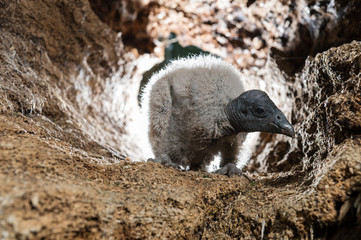 Condor