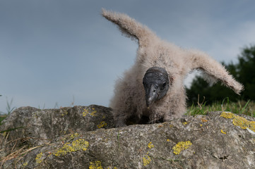 Condor