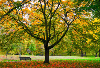 Fototapeta na wymiar Autumn Park Bench