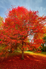 Autumn tree in the Park