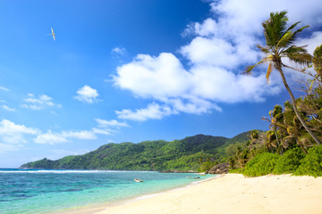 Fototapeta na wymiar Tropical beach with palms and sand in Mahe Island, Seychelles