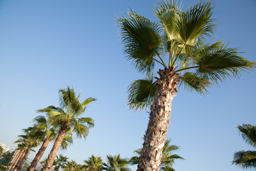 Пальма Palms