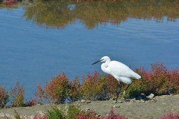 Schneereiher in den Salzwiesen