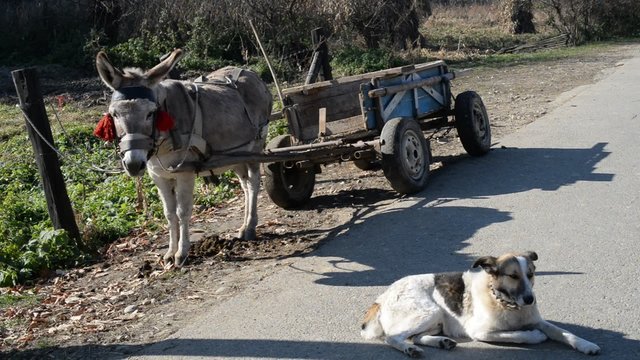 A donkey and a dog waiting for their master