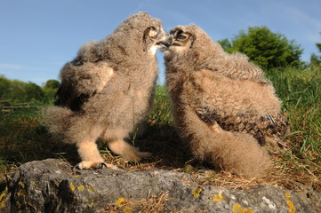 BB Hiboux Grands Ducs