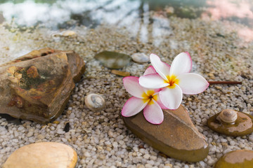 Fototapeta na wymiar Touching nature with relaxing and peaceful with flower plumeria or frangipani decorated on water and pebble rock in zen style for spa meditation mood