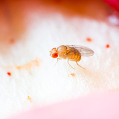 Fruit fly © smuay