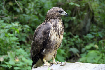hawk in the woods