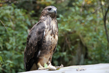 portrait hawk