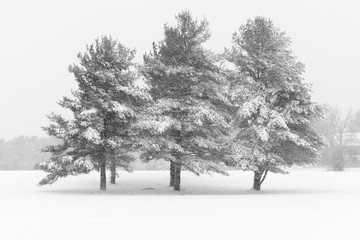 Pine Trees Covered in Snow during Winter Storm