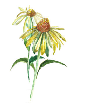 Camomile flower painted in watercolor