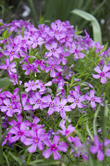 Obraz premium Flowers