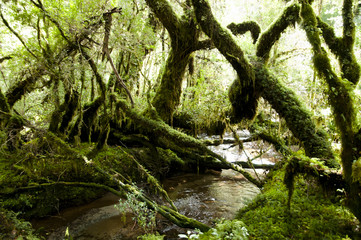 Naklejka na ściany i meble Enchanted Forest - Queulat National Park - Chile