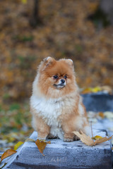 red fluffy Pomeranian sitting on a snow-covered grass in the park