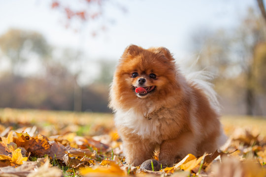 fluffy red Pomeranian in the autumn park on the background of yellow leaves