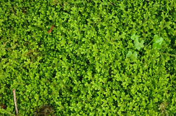 moss in forrest, green color leaf background