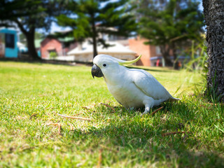 White Parrot sitting on grass field © kaipong