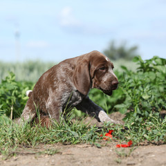 Puppy of German Shorthaired Pointer moving