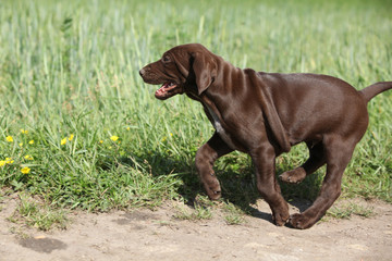 Puppy of German Shorthaired Pointer running