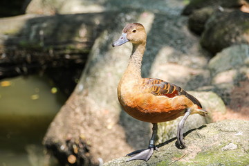 Duck