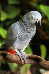 African Grey Parrot