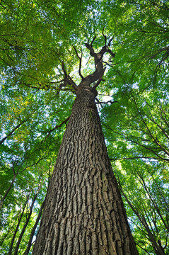 Oak tree trunk forest.