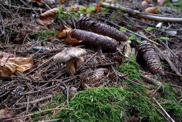 Champignons