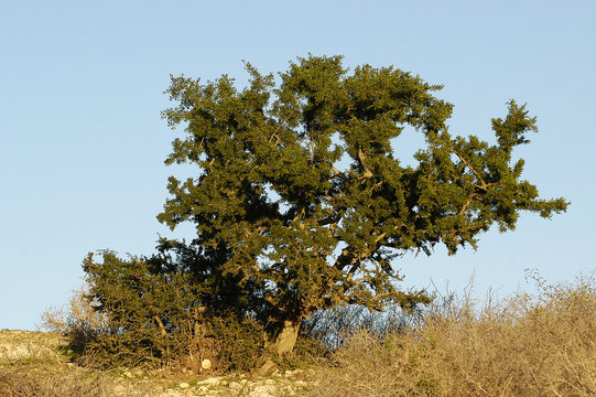 Huile d'argan et arganier
