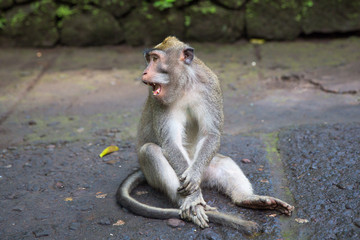 Obraz premium Long-tailed macaque (Macaca fascicularis) in Sacred Monkey Fores
