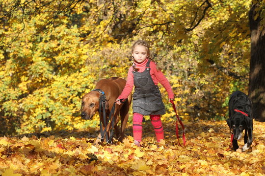 Blondes kleines M&auml;dchen geht Gassi mit zwei gro&szlig;en Hunden