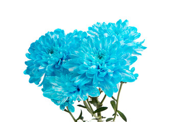 Blue Chrysanthemum Flower Isolated