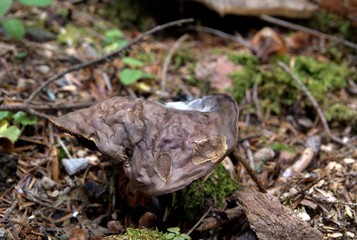 Champignons