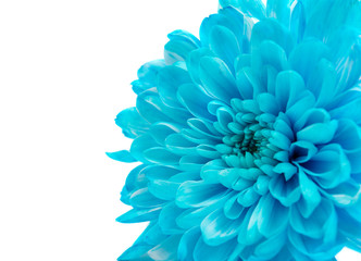 Blue Chrysanthemum Flower Isolated