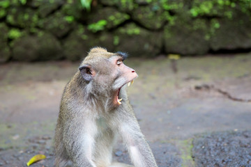 Long-tailed macaque (Macaca fascicularis) in Sacred Monkey Fores