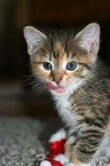 Junges K&auml;tzchen 