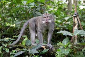 Naklejka na ściany i meble Long-tailed macaque (Macaca fascicularis) in Sacred Monkey Fores