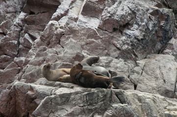 Obraz premium Grupo de lobos marinos