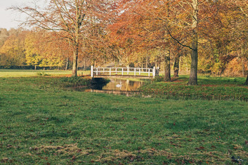 Lonely swan under white bridge in autumn countryside.