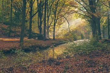 Fototapeta premium Ray of light in foggy autumn forest.
