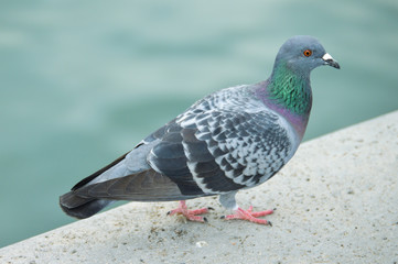 Pigeon next to water