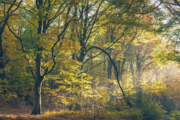 Obraz premium Ray of light in foggy autumn forest.