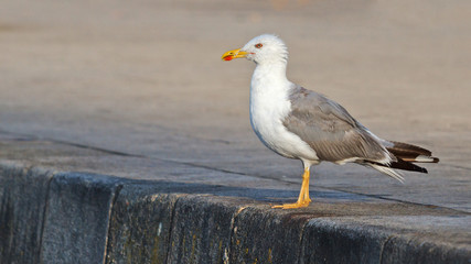 Seagull on the pier/Seagull on the pier