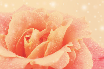 Beautiful orange rose close-up