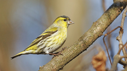 Eurasian siskin and Fall/Eurasian siskin and Fall