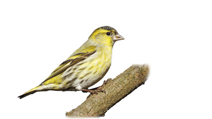 Eurasian siskin isolated/Eurasian siskin isolated