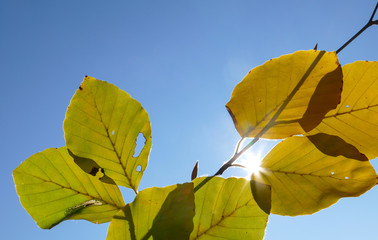 Bunter Herbstblätter